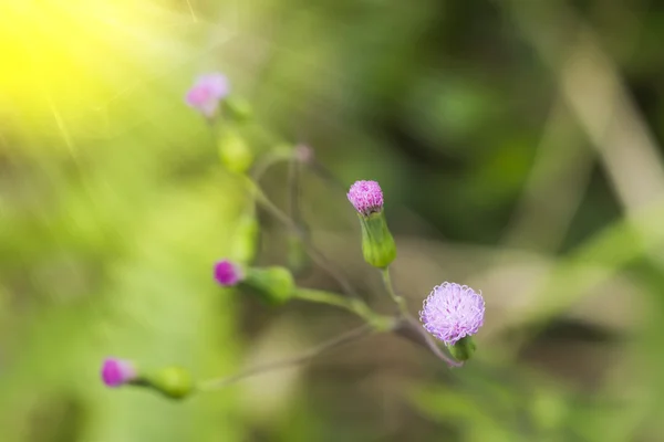 Erba di fiore nella natura . — Foto Stock