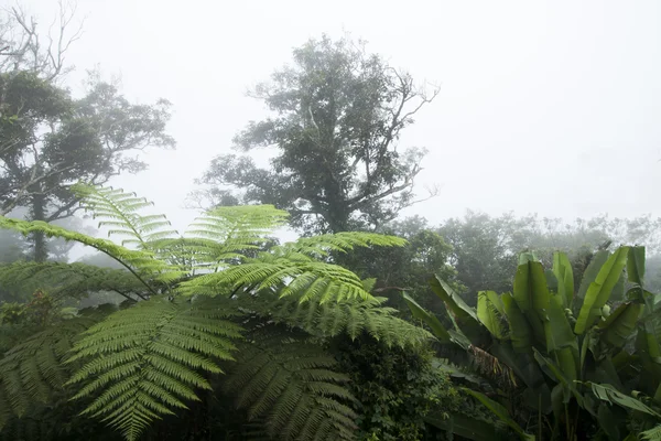 Alberi nella nebbia sulla montagna — Foto Stock