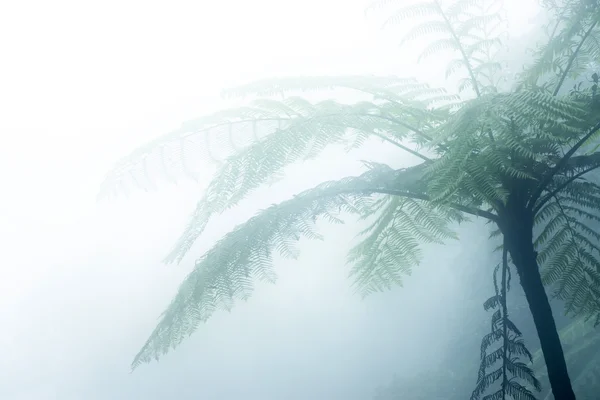 Fougère des arbres noirs dans la brume. (Cyathea medullaris ) — Photo