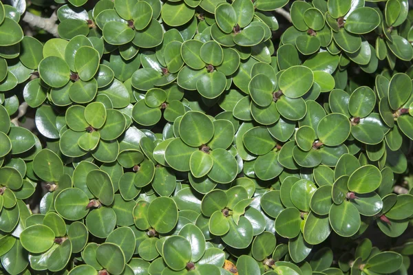 Banyan lämnar grön bakgrund. — Stockfoto