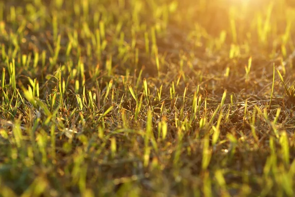 Close up van knippen van het gras op het voetbalveld. — Stockfoto