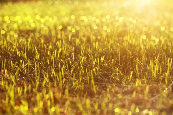 Close up van knippen van het gras op het voetbalveld. — Stockfoto