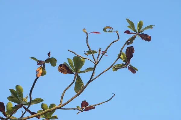 Hojas de almendra marina y rama de árbol en el cielo azul — Foto de Stock