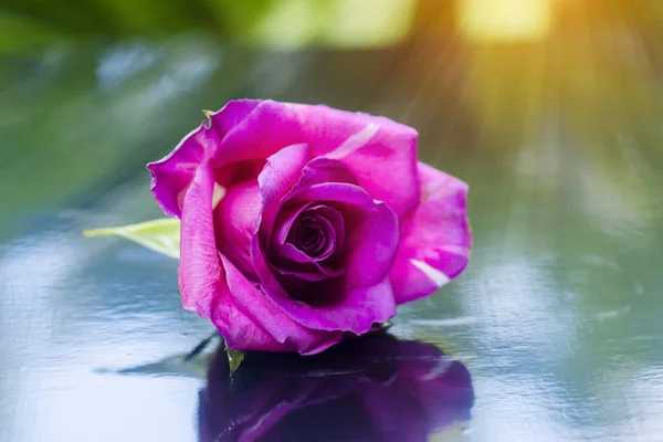 Rosa Rosen blühen. — Stockfoto