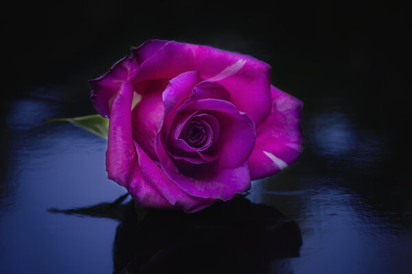 Pink roses flower on the dark background.
