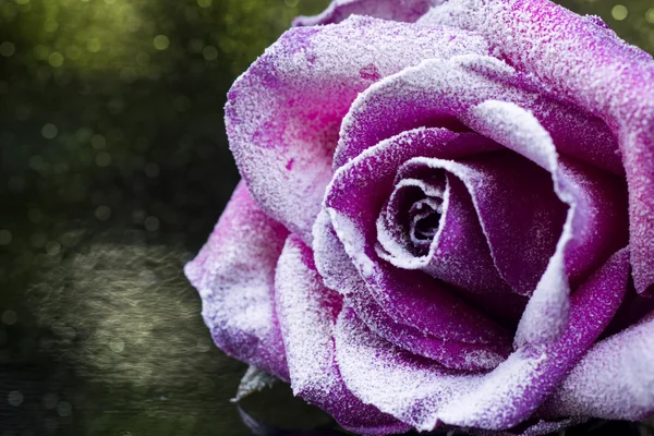 Снег на розовых лепестках роз . — стоковое фото