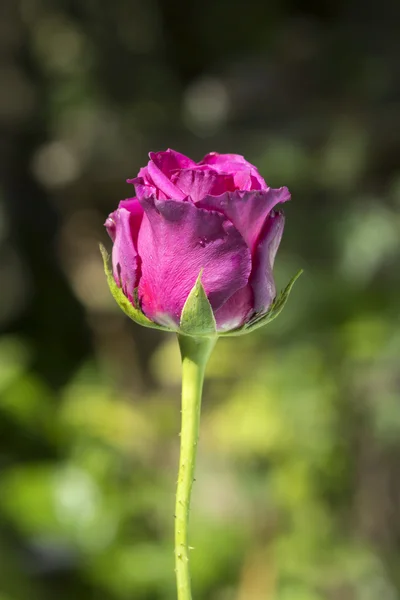 Kwiat różowy róż. — Zdjęcie stockowe