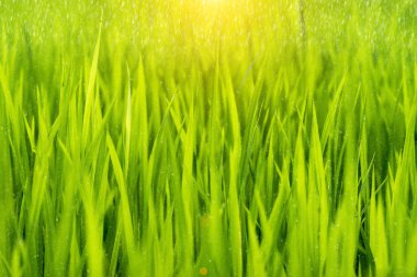 Pirinç tesisi pirinç alan ve güneş ışığı ile yağmur yağmaya.