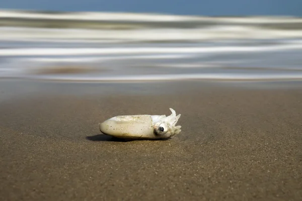 De dode inktvis op het strand — Stockfoto