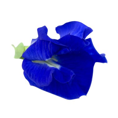 Beyaz arka planda kelebek bezelyesi çiçeği. 