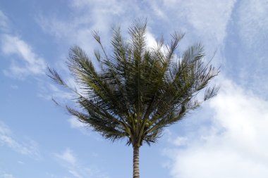 Hindistan cevizi ağaçları ile mavi gökyüzü ve bulut.