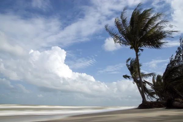 Kokospalmen op de zandstranden en de sterke wind. — Stockfoto
