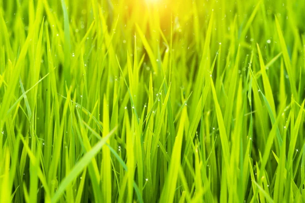 Planta de arroz no campo de arroz com orvalho gota . — Fotografia de Stock