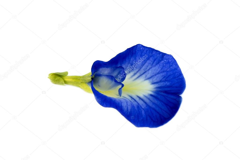 Butterfly pea flower on white background. 
