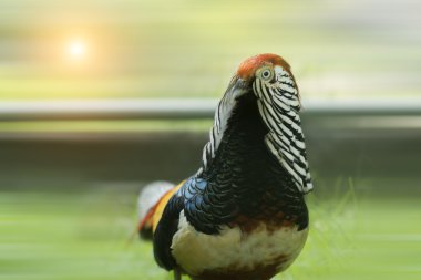 Bayan Amherst'ın Pheasat.