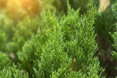 bir kürk ağacı veya çam ağacının yeşil dikenli dalları