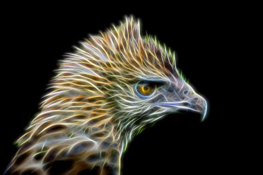 Değiştirilebilir Şahin-kartal başını görüntüsünü kızdırma. 