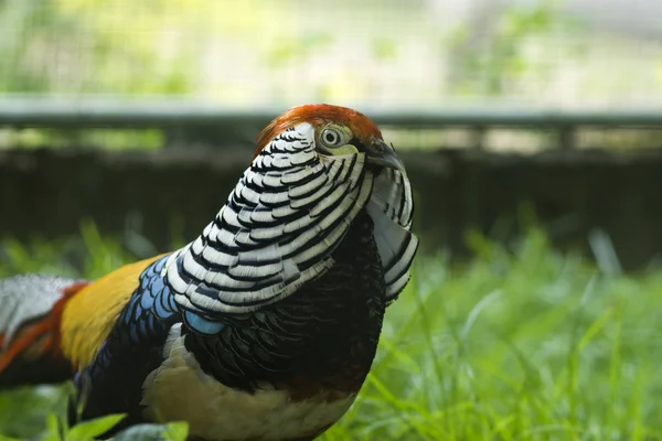 Pheasat de Lady Amherst . — Fotografia de Stock