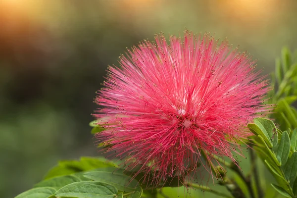 Red Powder Puff flower — Stock Photo, Image