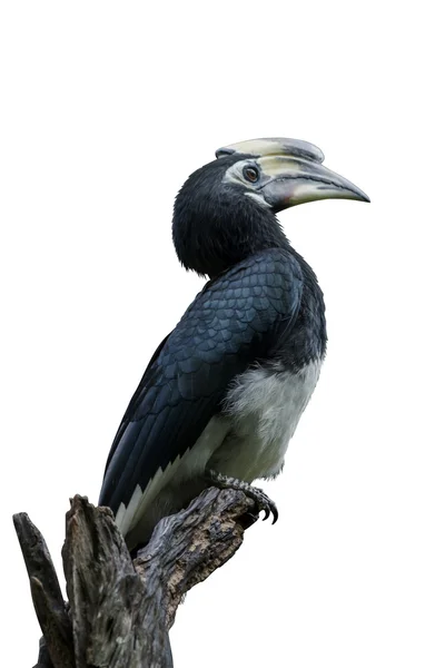 Orientaliska svartvit hornbill. — Stockfoto