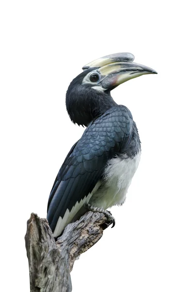 Orientální pied hornbill. — Stock fotografie