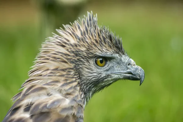 Primo piano testa di un falco aquila variabile — Foto Stock