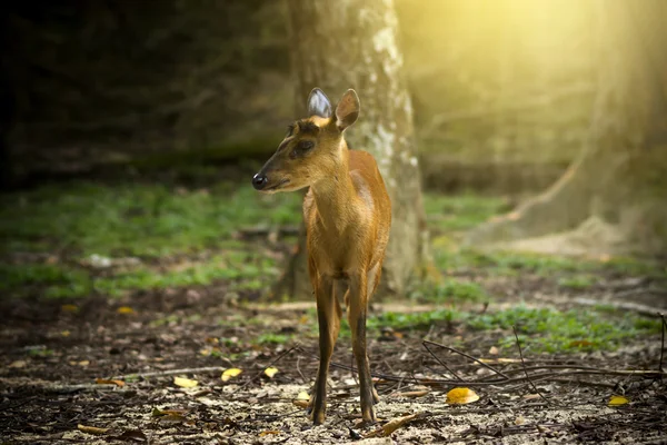 Muntiacus muntjak nebo fea je štěkající jelen. — Stock fotografie