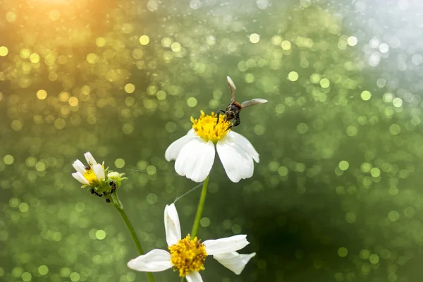 Närbild på blommorna gräs i trädgården. — Stockfoto