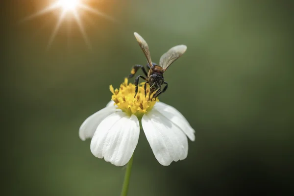 Primo piano di erba fiori in giardino . — Foto Stock