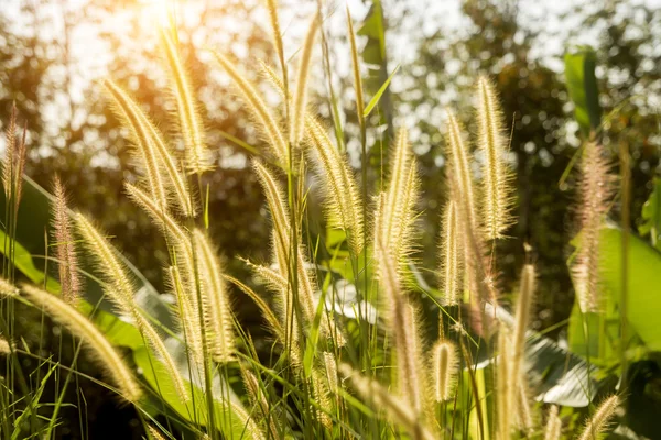 Žlutý květ trávy dopad slunečního záření. — Stock fotografie