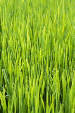 pirinç bitki damla çiğ pirinç alanı.