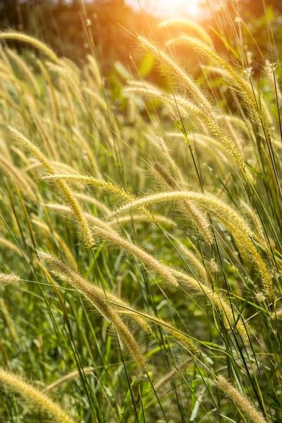 Yellow Flower grass impact sunlight. — Stock Photo, Image