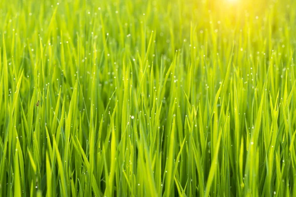 Planta de arroz no campo de arroz com orvalho gota . — Fotografia de Stock