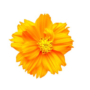 Turuncu cosmos çiçek