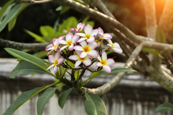 Frangipani bloem op de boom. — Stockfoto