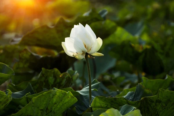 Красивый белый цветок лотоса. — стоковое фото