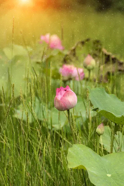 Krásný růžový lotosový květ — Stock fotografie