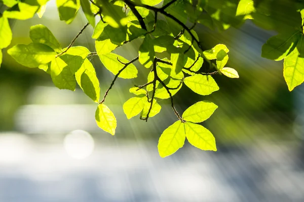 Feuilles au printemps avec lumière du soleil. — Photo