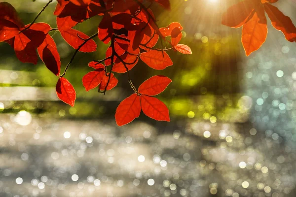 Folhas na estação de primavera com luz solar . — Fotografia de Stock