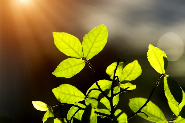 Leaves in spring season with sunlight. — Stock Photo, Image