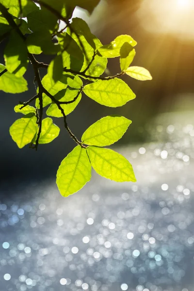 Blätter im Frühling mit Sonnenlicht. — Stockfoto