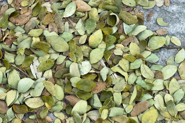 Hojas secas del árbol de la lluvia Para su uso como fertilizante . —  Fotos de Stock