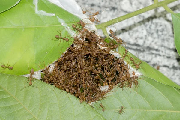 Unité des fourmis et construction du nid — Photo