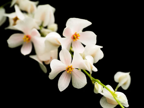 De Mexicaanse Creeper wit in de tuin. — Stockfoto