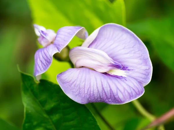 紫の花蝶エンドウ豆. — ストック写真