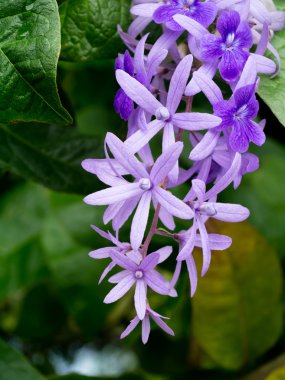 Petrea çiçek ağaç üzerinde. 