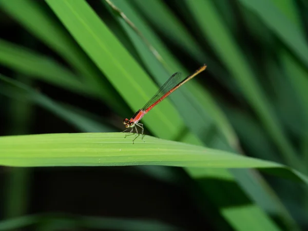 Dragonfly - Calicnemia erythromelas — Stockfoto