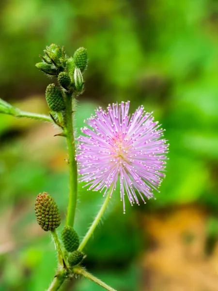 Flor sensible. (mimosa pudica ) — Foto de Stock