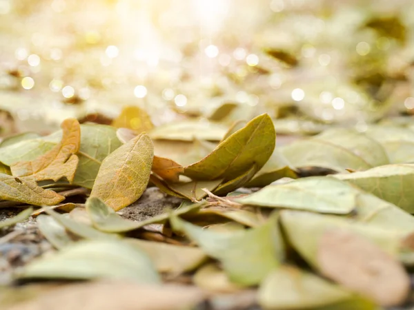 Droge bladeren van de boom van de regen voor gebruik als meststof. — Stockfoto