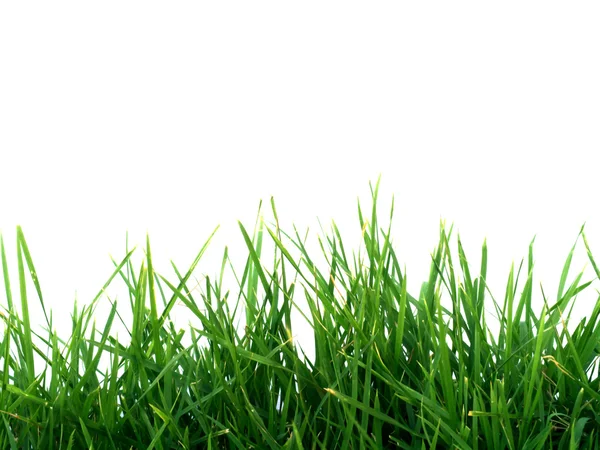 Yeşil çimen ve beyaz duvar — Stok fotoğraf